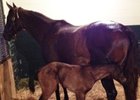Dynaformer's Last Foal Is a Filly Dynaformer's Last Foal Is a Filly