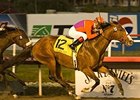 Into Mischief, one of nine stakes performers for Harlan's Holiday.<br><a target="blank" href="http://www.bloodhorse.com/horse-racing/photo-store?ref=http%3A%2F%2Fpictopia.com%2Fperl%2Fgal%3Fprovider_id%3D368%26ptp_photo_id%3D3157957%26ref%3Dstory">Order This Photo</a>
