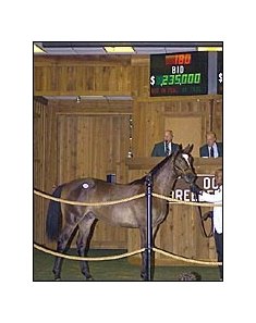 Halo's Image colt, topped OBSC select sale.