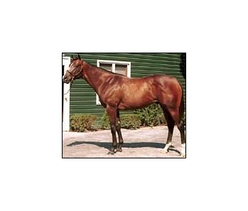 Unbridled's Song colt, brought top bid at first session of Saratoga yearling sale.
