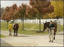 Ringside at Keeneland: News and Notes from November Sale Ringside at Keeneland: News and Notes from November Sale