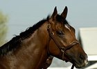 Barbaro<br><a target="blank" href="http://www.bloodhorse.com/horse-racing/photo-store?ref=http%3A%2F%2Fpictopia.com%2Fperl%2Fgal%3Fprovider_id%3D368%26ptp_photo_id%3D4597718%26ref%3Dstory">Order This Photo</a>