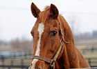 Champion The Wicked North Euthanized Champion The Wicked North Euthanized
