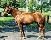Claiborne Stallion Coronado's Quest Sold to Japan Claiborne Stallion Coronado's Quest Sold to Japan