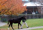 Keeneland Sale Softens on Day Nine Keeneland Sale Softens on Day Nine