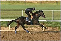 Battle Lines Are Drawn for Classic: Congaree, Medaglia Side by Side Battle Lines Are Drawn for Classic: Congaree, Medaglia Side by Side