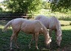 Palomino Filly in Keeneland Sale Palomino Filly in Keeneland Sale