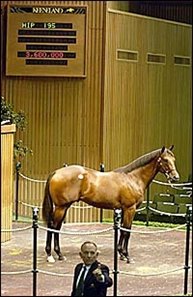 Danzig colt, sold for $3.6 million.