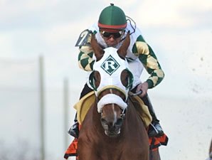 Mucho Macho Man Readies for Holy Bull Mucho Macho Man Readies for Holy Bull
