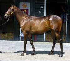 $3.1 Million Storm Cat Colt Lifts F-T Saratoga Sale $3.1 Million Storm Cat Colt Lifts F-T Saratoga Sale