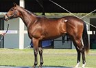 Repole Buys $325,000 Indian Charlie Colt Repole Buys $325,000 Indian Charlie Colt