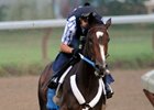 Rachel Alexandra works out at Saratoga as she prepares for her next start in the Haskell Invitational.<br><a target="blank" href="http://www.bloodhorse.com/horse-racing/photo-store?ref=http%3A%2F%2Fpictopia.com%2Fperl%2Fgal%3Fprovider_id%3D368%26ptp_photo_id%3D8366447%26ref%3Dstory">Order This Photo.</a>