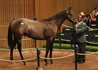 Street Cry Colt Sold for $1.2 Million Street Cry Colt Sold for $1.2 Million