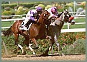 Sky Jack, Pincay Win Gold Cup Thriller Over Momentum Sky Jack, Pincay Win Gold Cup Thriller Over Momentum