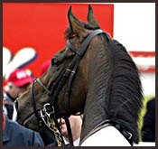 French, English Derby Winners Top Arc Field French, English Derby Winners Top Arc Field