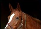 Secrettame, at Mare Haven Farm in 2002.