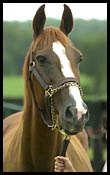 La Gueriere Tops Wimborne Farm Dispersal At $610,000 La Gueriere Tops Wimborne Farm Dispersal At $610,000