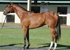 OBS Sale Continues to Show Strength OBS Sale Continues to Show Strength