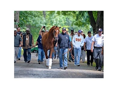 I'll Have Another was the last to arrive at the Belmont Stakes barn.<br><a target="blank" href="http://photos.bloodhorse.com/TripleCrown/2012-Triple-Crown/Belmont-Stakes-144/23333063_3WZKbw#!i=1890112655&k=snsBNm5">Order This Photo</a>