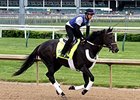 Bolo
<br><a target="blank" href="http://photos.bloodhorse.com/TripleCrown/2015-Triple-Crown/Kentucky-Derby-Workouts/i-8jFWTpv">Order This Photo</a>