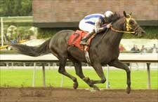 Comebacker Surf Cat Sails to San Carlos Win Comebacker Surf Cat Sails to San Carlos Win