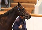 Lot 1156; colt, Exceed and Excel - Temple of Thebes by Bahri brought 260,000 guineas to top the Book 2 portion of the Tattersalls October yearling sale.