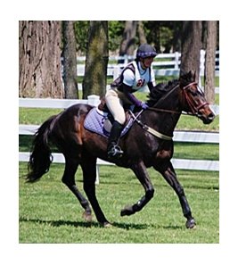 Eldorado's Tune is an Off Track Thoroughbred who has been retired from racing and has a second career as an eventer.