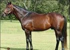 Millionaire Running Stag to Turf Express in Texas Millionaire Running Stag to Turf Express in Texas