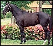 Sunday Silence Undergoes Another Operation Sunday Silence Undergoes Another Operation