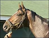 Empire Maker Will Await Belmont Stakes Empire Maker Will Await Belmont Stakes