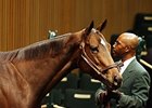 The top-selling horse Wednesday was a stakes-winning filly named Stylish Wildcat, who brought $800,000.
