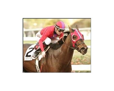 Diplomat Lady wins Starlet.