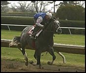 Derby Winner Continues Working Toward Donn Handicap Derby Winner Continues Working Toward Donn Handicap