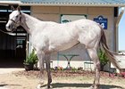 Hip 164, filly, Flashy Bull - Destiny's Yield by High Yield brought $170,000 to top the Fasig-Tipton Texas sale of 2-year-olds in training.
