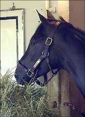 Steve Haskin's Derby Report: Bandini in the Dark Steve Haskin's Derby Report: Bandini in the Dark