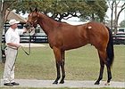 Yankee Victor filly, sold for $575,000 at OBSC sale.