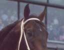 Lost Code, died of a ruptured aorta prior to beginning the breeding season on Saturday.