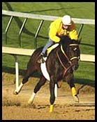 Came Home Shows Affinity for Churchill in Fast Workout Came Home Shows Affinity for Churchill in Fast Workout