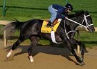 Eight Belles<br><a target="blank" href="http://www.bloodhorse.com/horse-racing/photo-store?ref=http%3A%2F%2Fpictopia.com%2Fperl%2Fgal%3Fprovider_id%3D368%26ptp_photo_id%3D4335625%26ref%3Dstory">Order This Photo</a>