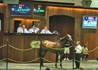 Hip 261 sold for 275,000 at OBS