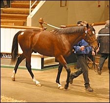 Sadler's Wells Colt Tops Tattersalls Yearling Auction Sadler's Wells Colt Tops Tattersalls Yearling Auction