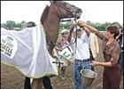 Saratoga Notebook: Funny Cide Improves; Romans Rolls; Numbers Up and Down Saratoga Notebook: Funny Cide Improves; Romans Rolls; Numbers Up and Down