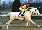 White Horse Wins at Turfway White Horse Wins at Turfway