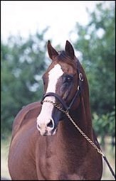1983 Derby Winner Sunny's Halo Dies at Age 23 1983 Derby Winner Sunny's Halo Dies at Age 23