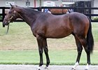 Malibu Moon Colt Fetches $375,000 at F-T Malibu Moon Colt Fetches $375,000 at F-T