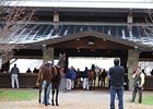 Keeneland November Sale