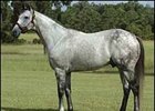 Macho Uno's First Winner Comes at Evangeline Macho Uno's First Winner Comes at Evangeline
