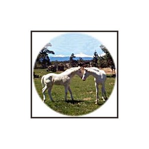Two white horses are displayed on Painted Desert Farm's Web site.