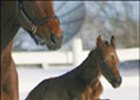 E Dubai's First Foal Is a New York-Bred E Dubai's First Foal Is a New York-Bred