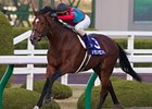 Transcend in the Japan Cup Dirt.